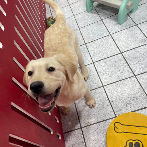 Pet Store «The Family Puppy of Oakland Mall», reviews and photos, 528 W 14 Mile Rd, Troy, MI 48083, USA