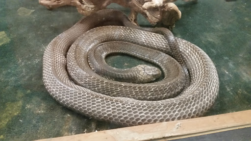 Zoo «Luray Zoo A Rescue Zoo», reviews and photos, 1087 U.S. 211, Luray, VA 22835, USA