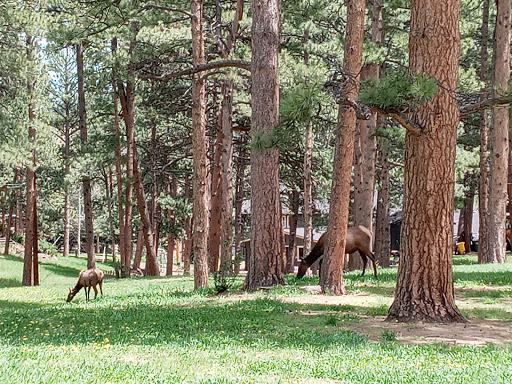 Museum «Hiwan Homestead Museum», reviews and photos, 4208 Timbervale Dr, Evergreen, CO 80439, USA