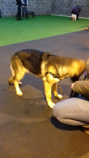 Dog training classes Swansea