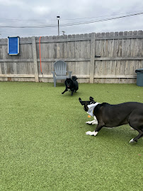 Lap of Luxury Pet Resort - Photo 6 - Car repair in Wheaton, IL, Aurora