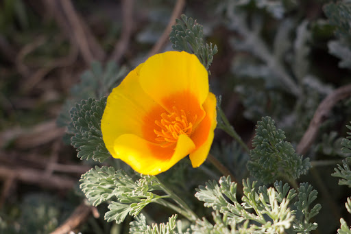 Grocery Store «Safeway», reviews and photos, 1212 Forest Ave, Pacific Grove, CA 93950, USA