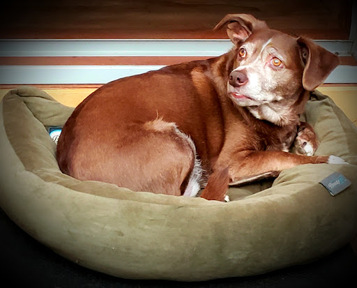 Garden Center «Dees Nursery & Florist», reviews and photos, 69 Atlantic Ave, Oceanside, NY 11572, USA