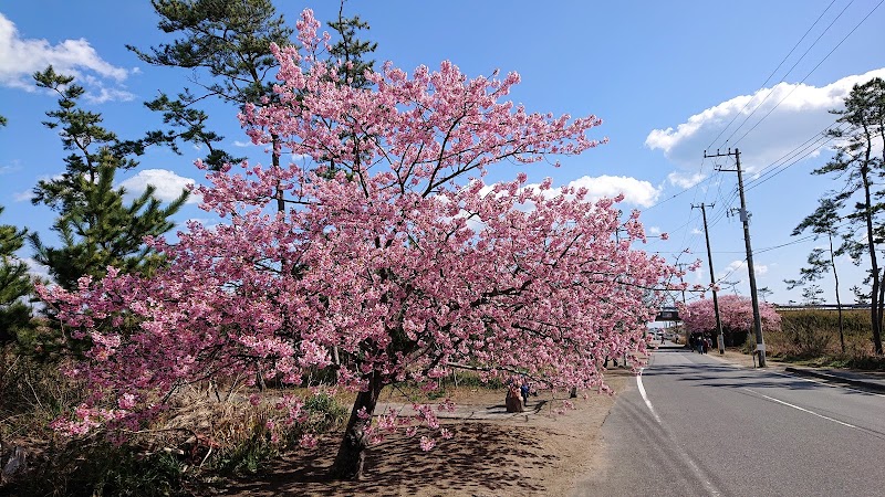白子桜公園