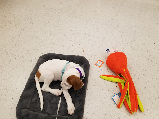 Pet Supply Store «PetSmart», reviews and photos, 625 Baltimore Blvd, Westminster, MD 21157, USA