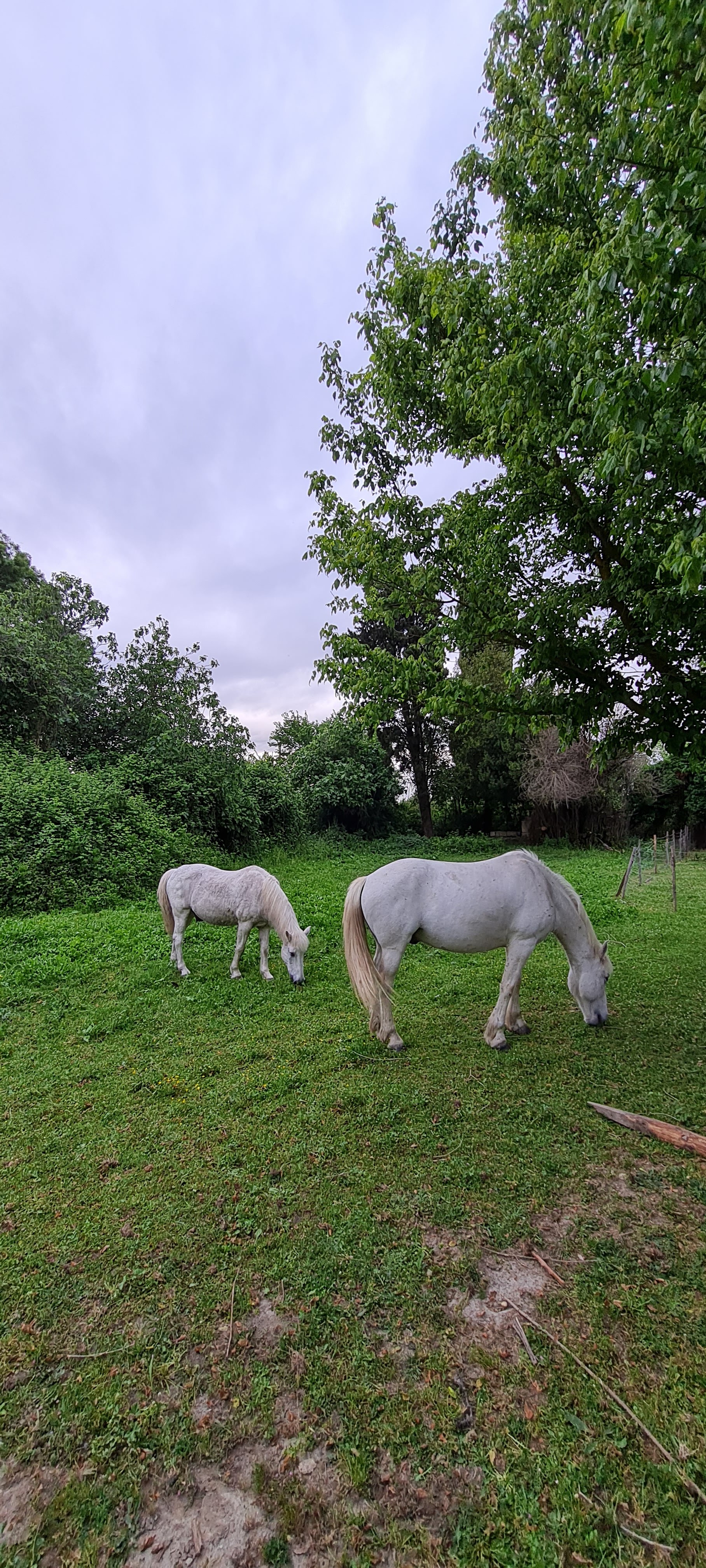 Photo n° 8 de l'avis de Fifi. fait le 19/05/2021 à 17:50