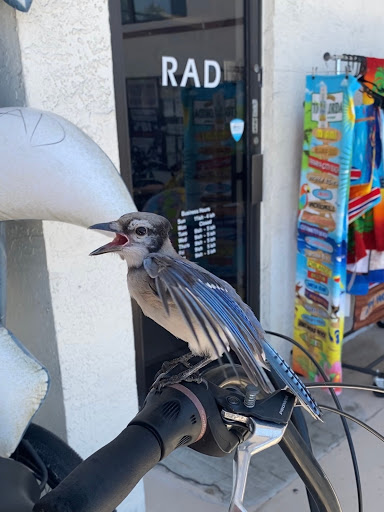 Bicycle Store «Rad Bicycles, Boards, Hobbies & Sup & Kayak Rentals», reviews and photos, 1401 Gulf Blvd #5, Indian Rocks Beach, FL 33785, USA