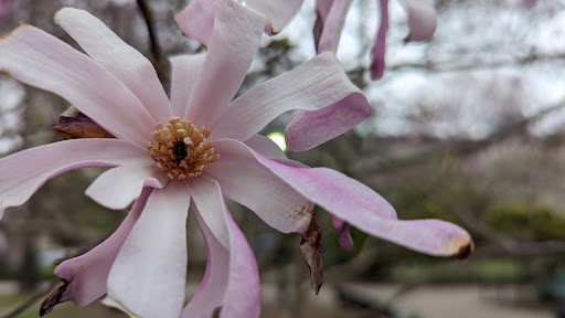 Park «Van Vorst Park», reviews and photos, 257-287 Montgomery St, Jersey City, NJ 07302, USA