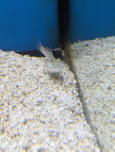 Pet Supply Store «Petco Animal Supplies», reviews and photos, 11331 W Broad St #151, Glen Allen, VA 23060, USA