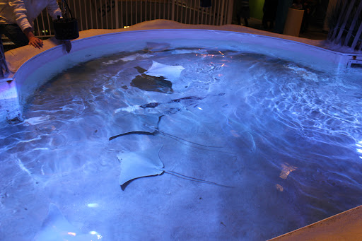 Aquarium «Atlantic City Aquarium», reviews and photos, 800 N New Hampshire Ave, Atlantic City, NJ 08401, USA