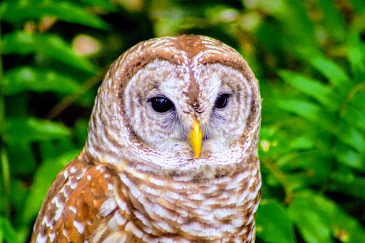 Zoo «Audubon Center for Birds of Prey», reviews and photos, 1101 Audubon Way, Maitland, FL 32751, USA