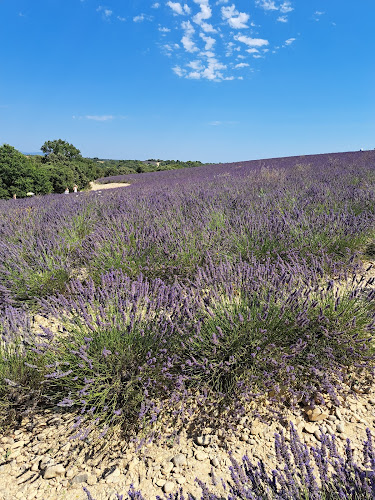 Manosque Lavender field à Valensole