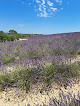 Manosque Lavender field Valensole