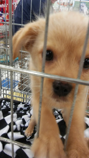 Pet Supply Store «Petco Animal Supplies», reviews and photos, 4820 South Baldwin Road #3B, Orion Township, MI 48359, USA