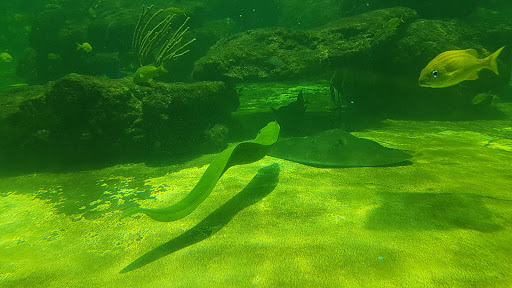 Aquarium «Miami Seaquarium», reviews and photos, 4400 Rickenbacker Causeway, Key Biscayne, FL 33149, USA