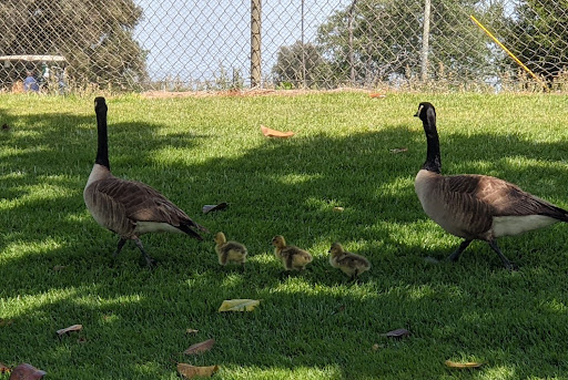 Public Golf Course «Westchester Golf Course», reviews and photos, 6900 W Manchester Ave, Los Angeles, CA 90045, USA