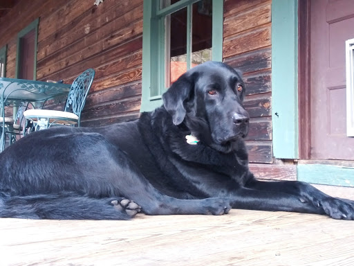 Dog Trainer «Dog Door Behavior Center and Outfitters», reviews and photos, 1 Battle Square A, Asheville, NC 28801, USA