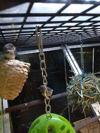 Pet Supply Store «PetSmart», reviews and photos, 919 Lakeland Park Center Dr Unit 380, Lakeland, FL 33809, USA