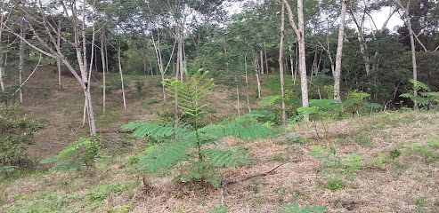 Vivero Forestal CONAFOR