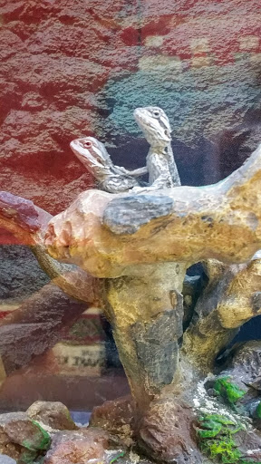 Pet Supply Store «Petco Animal Supplies», reviews and photos, 187 Stonebrook Pl, Jackson, TN 38305, USA