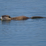 Photo n° 3 de l'avis de Denis.6 fait le 30/05/2021 à 10:00 pour Domaine de Certes et Graveyron à Audenge