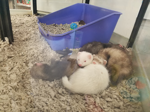 Pet Supply Store «Petco Animal Supplies», reviews and photos, 3860 Elmore Avenue, Davenport, IA 52807, USA