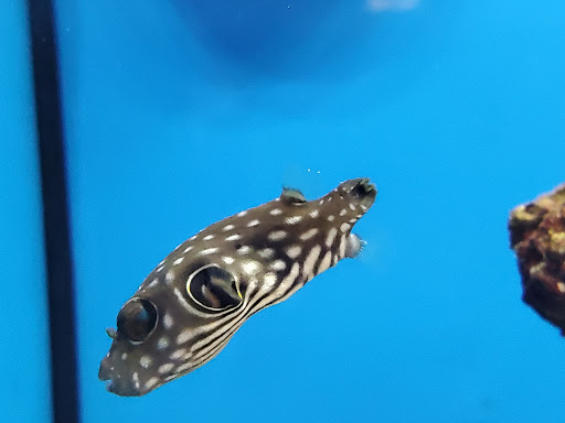 Pet Supply Store «Petco Animal Supplies», reviews and photos, 200 Center Blvd S, Christiana, DE 19702, USA