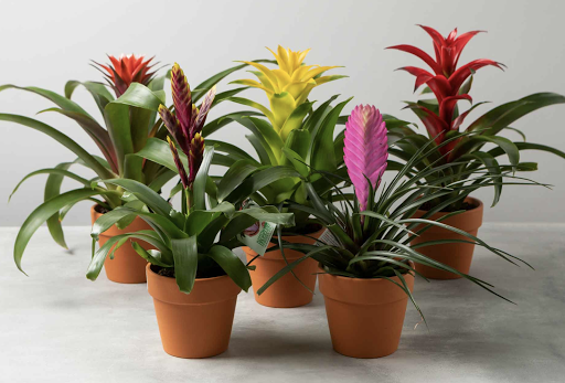 Supermarket «Nugget Markets», reviews and photos, 2000 Town Center Plaza, West Sacramento, CA 95691, USA