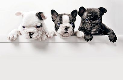 Claudia's Dogs - Doggy Daycare & Boarding