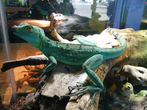 Pet Store «Tye-Dyed Iguana - Reptiles», reviews and photos, 1905 W U.S. 50, Fairview Heights, IL 62208, USA