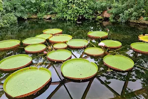 Amazonica image