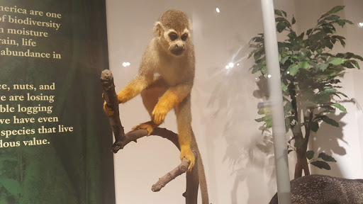 Science Museum «Buffalo Museum of Science», reviews and photos, 1020 Humboldt Pkwy, Buffalo, NY 14211, USA