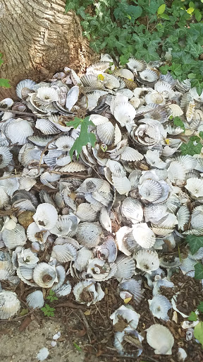 Museum «Mashpee Wampanoag Indian Museum», reviews and photos, 414 Main St, Mashpee, MA 02649, USA