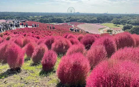 National Hitachi Seaside Park Pleasure Garden image