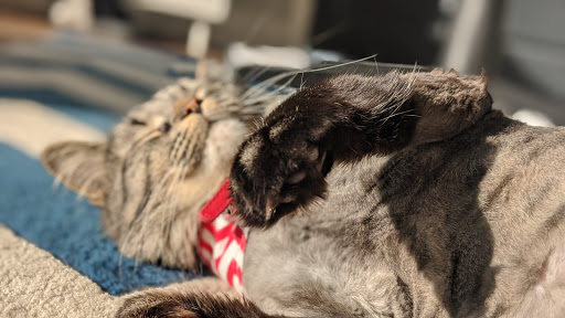 Pet Store «7 Seas Pet Care Center», reviews and photos, 13311 S Brandon Ave, Chicago, IL 60633, USA