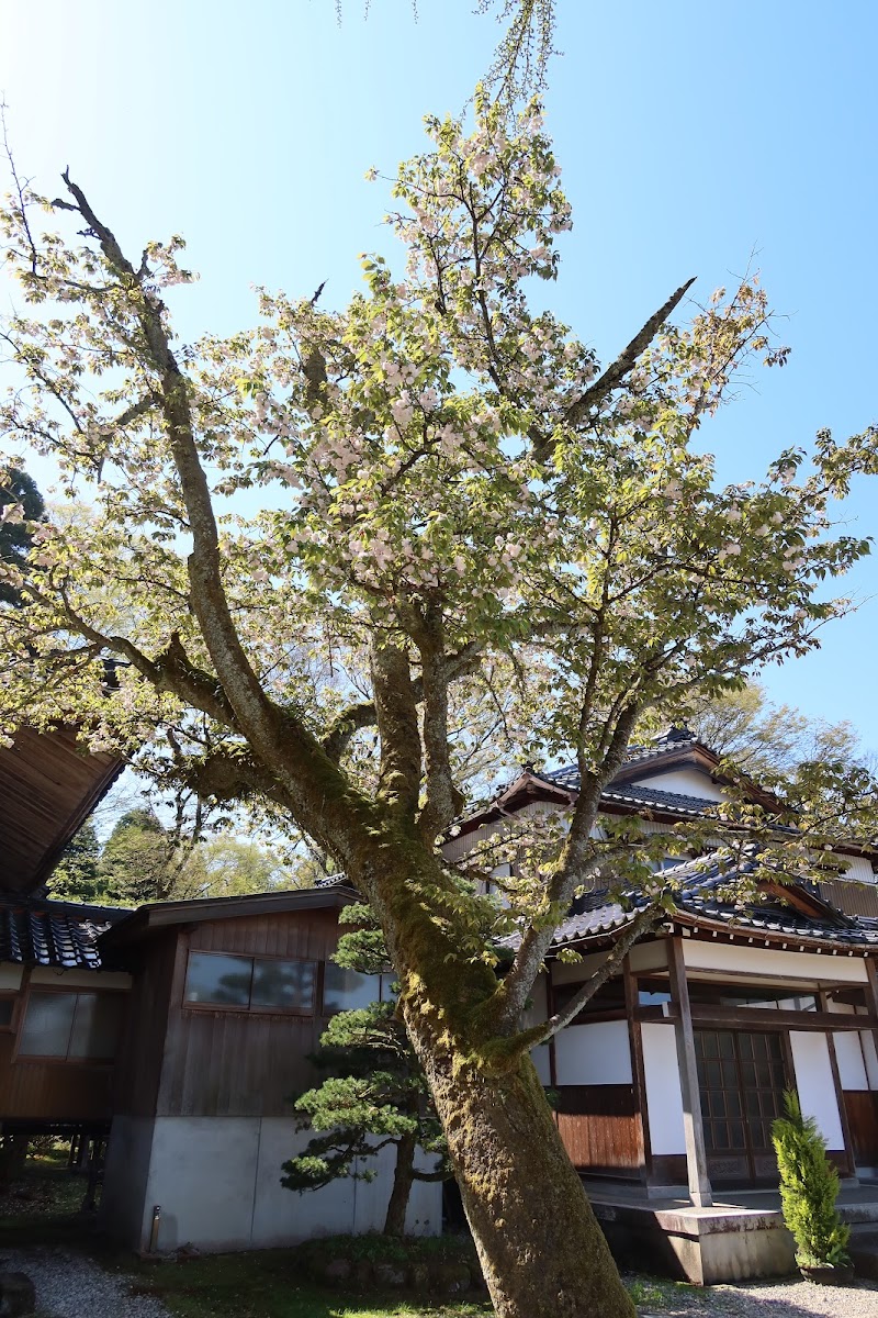 浄教寺てまり桜 (ジョウキョウジテマリザクラ)