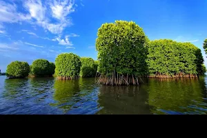 Mangrove Nursery image
