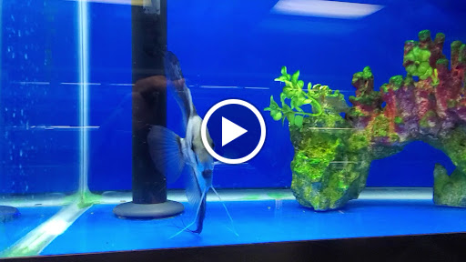 Pet Store «Corals and Fins», reviews and photos, 5011 W Hillsborough Ave, Tampa, FL 33634, USA
