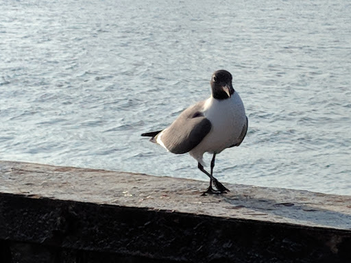 Aquarium «Atlantic City Aquarium», reviews and photos, 800 N New Hampshire Ave, Atlantic City, NJ 08401, USA
