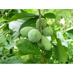 Netradiční ovoce - zahradnictví a eshop