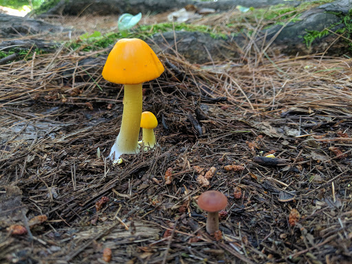 Disc Golf Course «Bellamy Park Disc Golf», reviews and photos, Bellamy Rd, Dover, NH 03820, USA