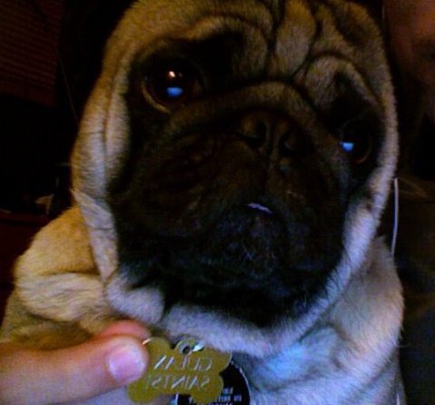 Pet Supply Store «Powell Bros. Feed & Pet Supply», reviews and photos, 1895 Broadway St, Vallejo, CA 94589, USA