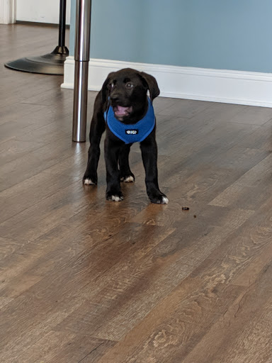 easyvet Veterinarian Ooltewah