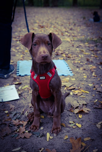 Oliver Kluge - Hundeschule Wittenberg - Carouge