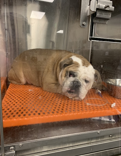 Animal Emergency Hospital DeLand image
