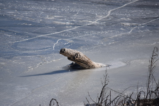 Nature Preserve «Audubon Center at Riverlands», reviews and photos, 301 Riverlands Way, West Alton, MO 63386, USA