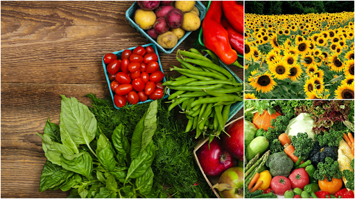 Vitamin & Supplements Store «Sunflower Shoppe Vitamins & Natural Foods», reviews and photos, 5817 Curzon Ave, Fort Worth, TX 76107, USA