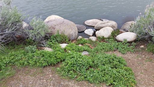 Nature Preserve «Virginia Lake», reviews and photos, 1980 Lakeside Dr, Reno, NV 89509, USA