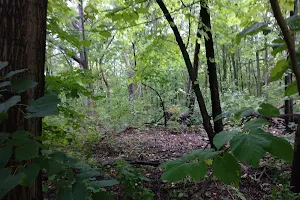 Downer Woods Natural Area image