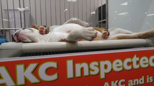 Pet Store «Petland Kennesaw», reviews and photos, 840 Ernest W Barrett Pkwy NW #494, Kennesaw, GA 30144, USA